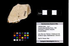 Foto (Objekt + Etikett) von Goniodromites bidentatus (Reuss, 1859)  (NHMW-GEO-1990-0041-2563)
